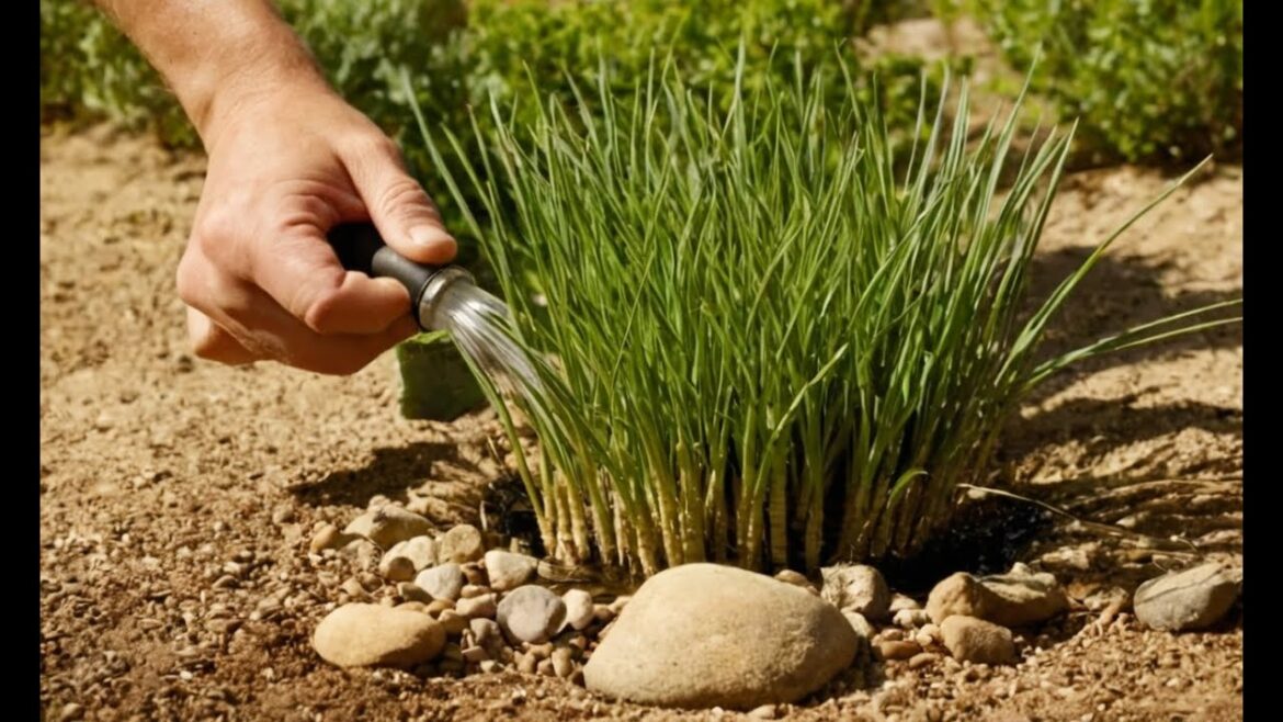 The Gardener’s Guide to Surviving Drought: Water-Saving Tips & Tricks!