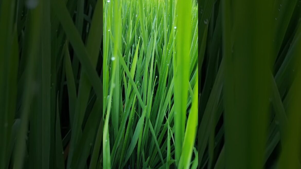 Farm Tour #garden #kishan #shortvideo #shorts #gardening