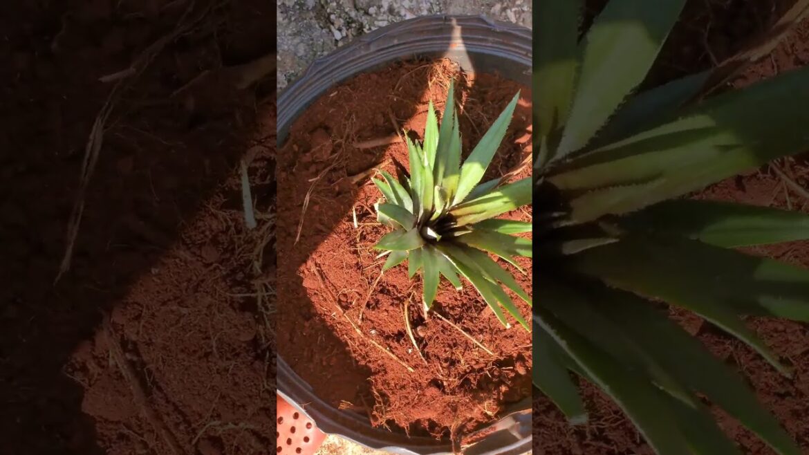 “Plant your pineapple top and grow your own! π #CountryGrace #containergardening "Plant your pineapple top and grow your own! π #CountryGrace #containergardening