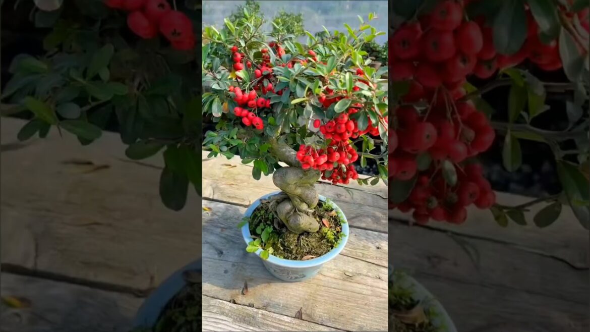 The Dark Secrets of Bonsai Artistry #bonsai #gardening The Dark Secrets of Bonsai Artistry #bonsai #gardening