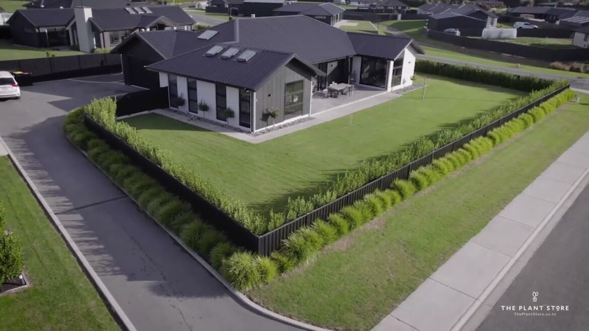 Contemporary Clean and Green Garden Design | The Plant Store