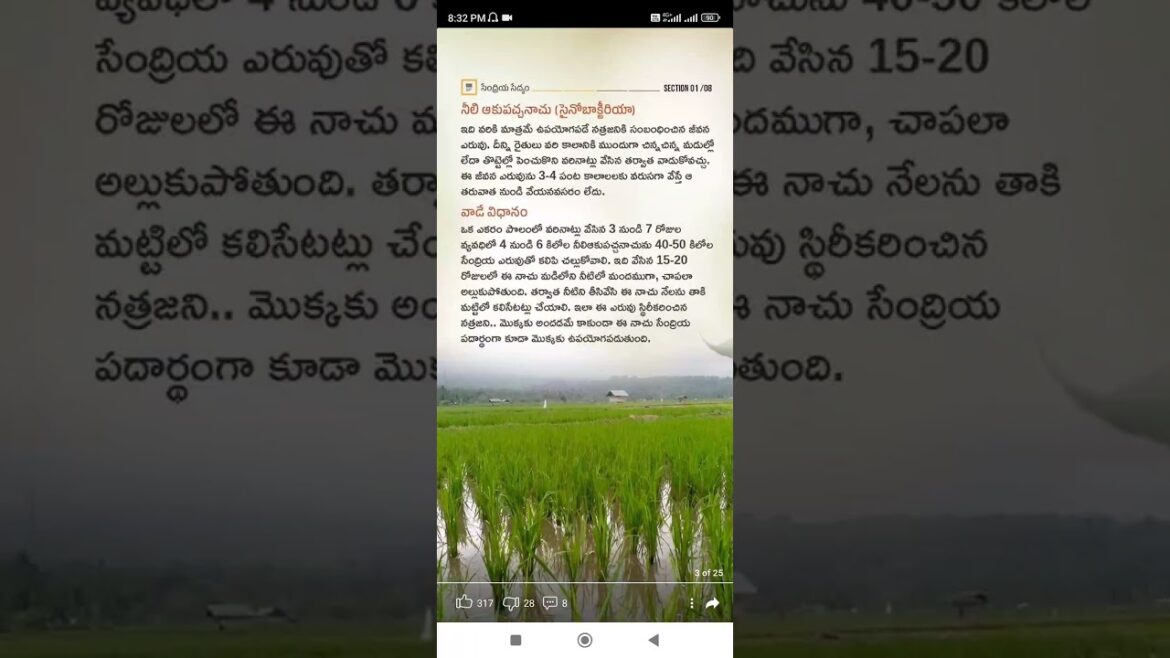 natural pesticides #Shorts #Short #Viral #TeluguAUTOnews #Telugu #reels
