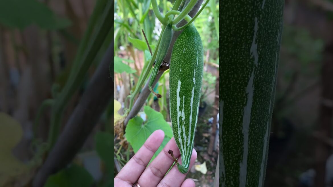 Daily life gardener by meimei / tips for growing/ enjoy with organic vegetable #shorts #gardening