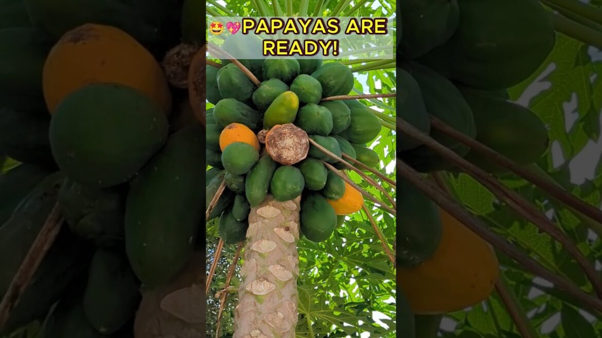 🍑Papayas are ready to pick and they are rotting on the tree! #papayatree #papayaplant 🍑Papayas are ready to pick and they are rotting on the tree! #papayatree #papayaplant