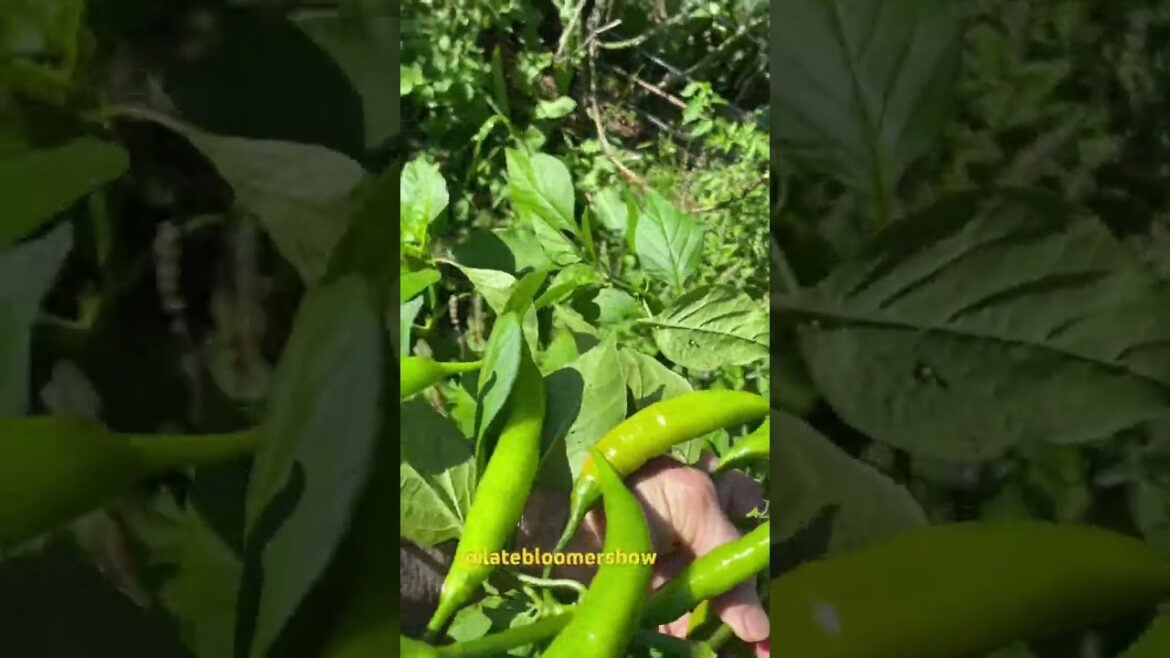 Orange Thai chili pepper plants ROCK in October!