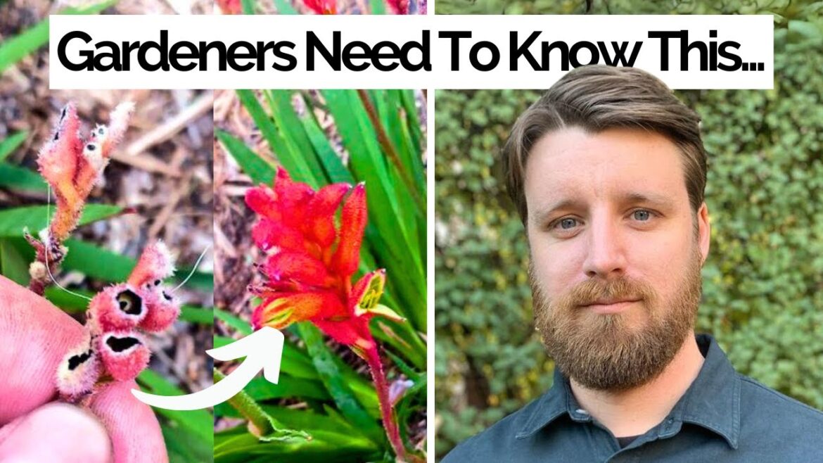 Daniel Fuller Could Be Australia's Biggest Plant Nerd... And He Is Here To Help