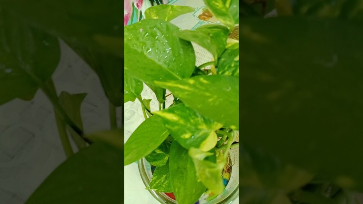 Home Gardening ideas Money plant 💚#shorts#garden #viralshort #plants