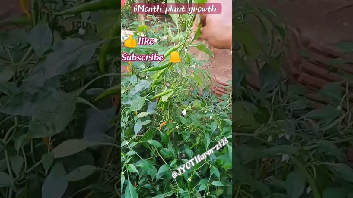 How I Grew a 4-Foot Chili Plant in a Tiny Flat #gardening How I Grew a 4-Foot Chili Plant in a Tiny Flat #gardening