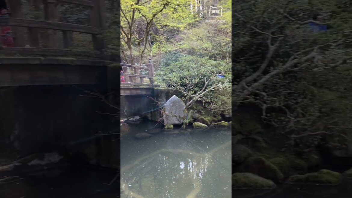 Spring at the Portland Japanese Garden Spring at the Portland Japanese Garden