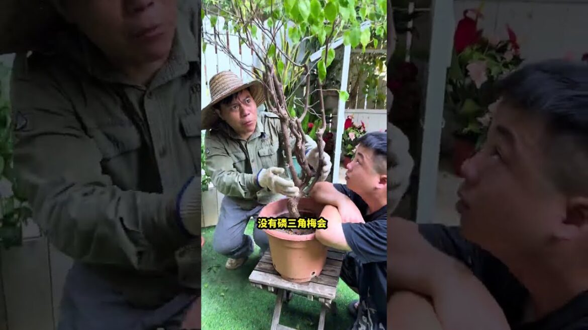 #盆栽#花卉绿植#三角梅路边的三角梅有地下磷，基地的三角梅有人定期补磷，你的呢？