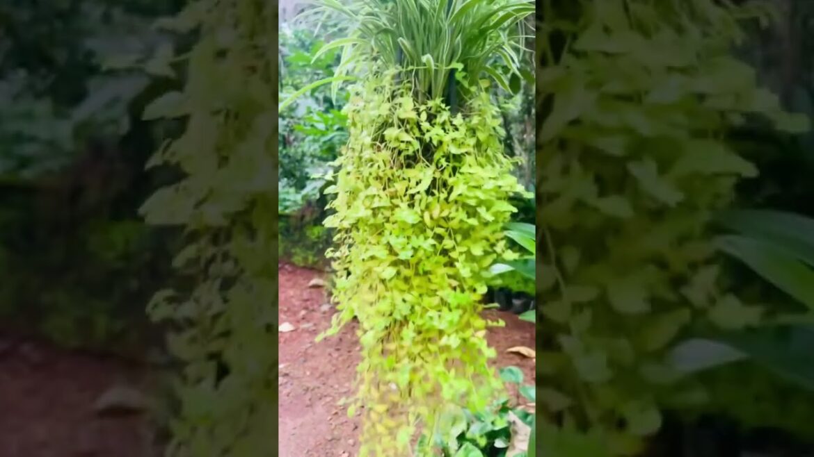 Kokedama with two plants. Turtle vine and spider plant. First in YouTube. #innovation#garden #ideas