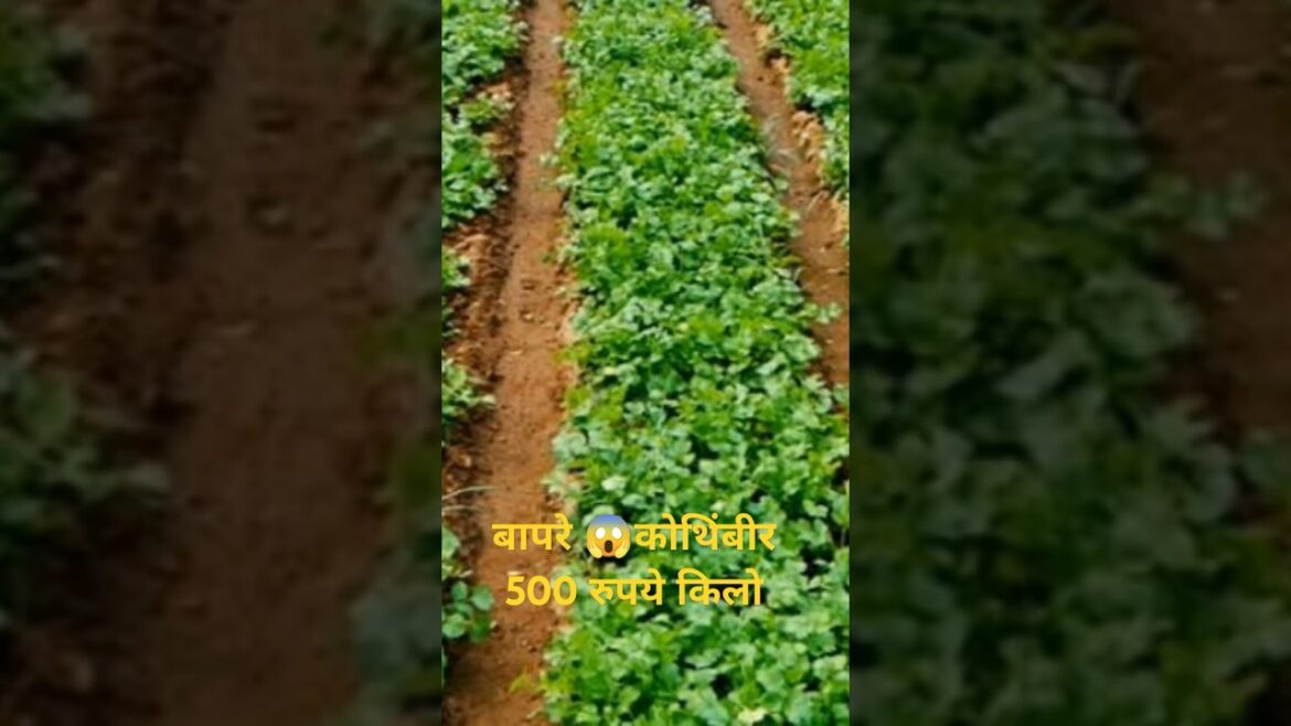 बापरे😱 कोथिंबीर 500 रुपये किलो@JankiMohod #gardening #pune#plant#wildlife#front😱😱😱#water#videos बापरे😱 कोथिंबीर 500 रुपये किलो@JankiMohod #gardening #pune#plant#wildlife#front😱😱😱#water#videos