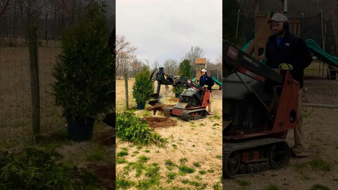 Privacy Screen with Trees! #tree #landscaping #plants #backyard