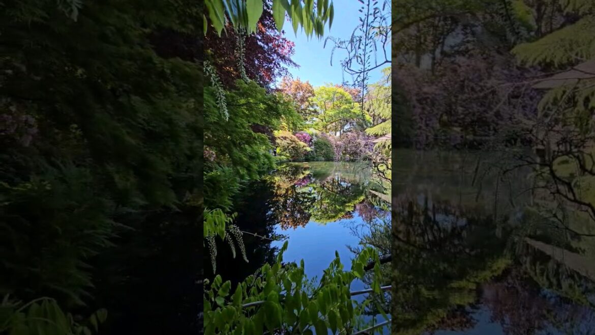 Explore this Japanese Garden for free in Victoria Canada #shorts Explore this Japanese Garden for free in Victoria Canada #shorts