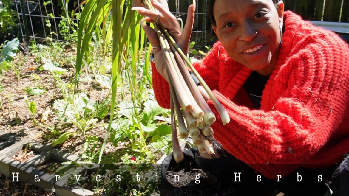 Harvesting + Preserving Medicine From My Backyard | Urban Self-Sufficiency Harvesting + Preserving Medicine From My Backyard | Urban Self-Sufficiency