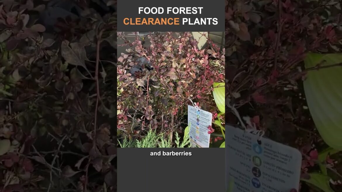 Cheap Edible and Medicinal Plants for Your Food Forest