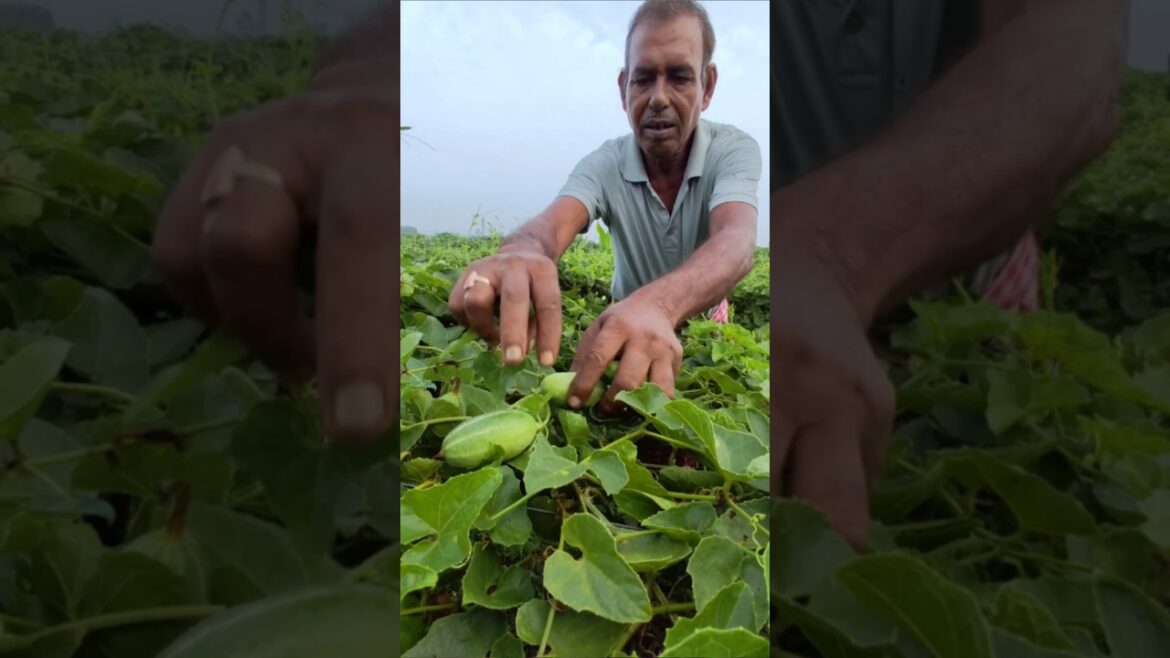 Morning Magic: The Art of Pointedgourd Harvesting #shorts #short #shortvideo