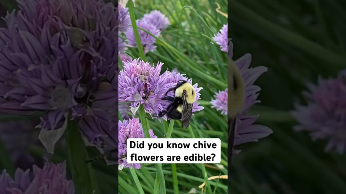 Did you know chive flowers are edible? #garden