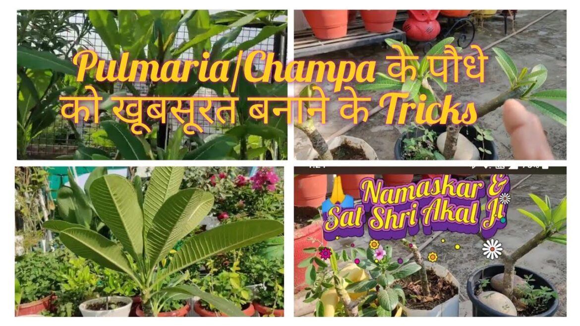 Pulmaria / Champa / Decorative Flowering Plant For Home Garden /Tips & Tricks for Plant #hardyplant