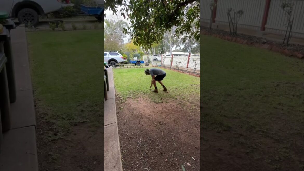 Quick Yard Cleanup 81 #YardCleanUp #LawnCare #GardeningTips #cleanspace #TrimmingTips #cleanspace9 Quick Yard Cleanup 81 #YardCleanUp #LawnCare #GardeningTips #cleanspace #TrimmingTips #cleanspace9