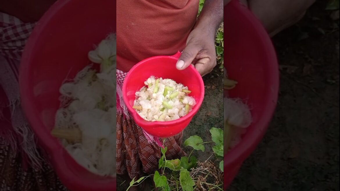 Male Pollen to Liquid: Perfect Pollination for Pointed Gourd #shorts Male Pollen to Liquid: Perfect Pollination for Pointed Gourd #shorts