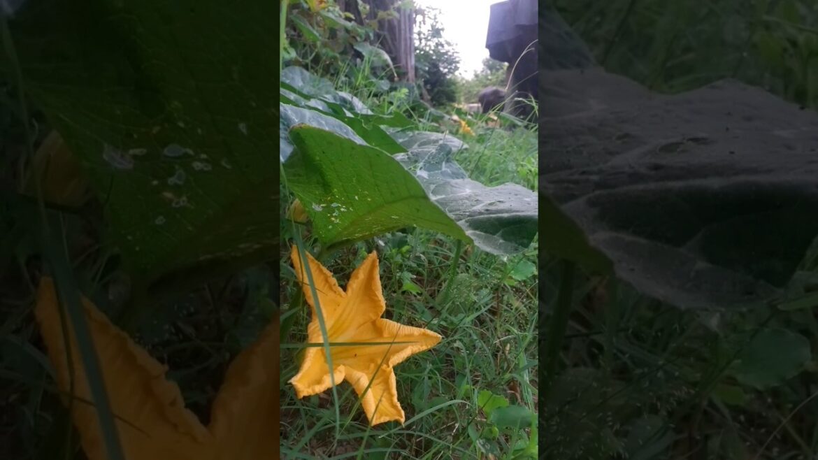 10 vegetable name from vegetable garden #vegetablegardening #flowers #shorts #india