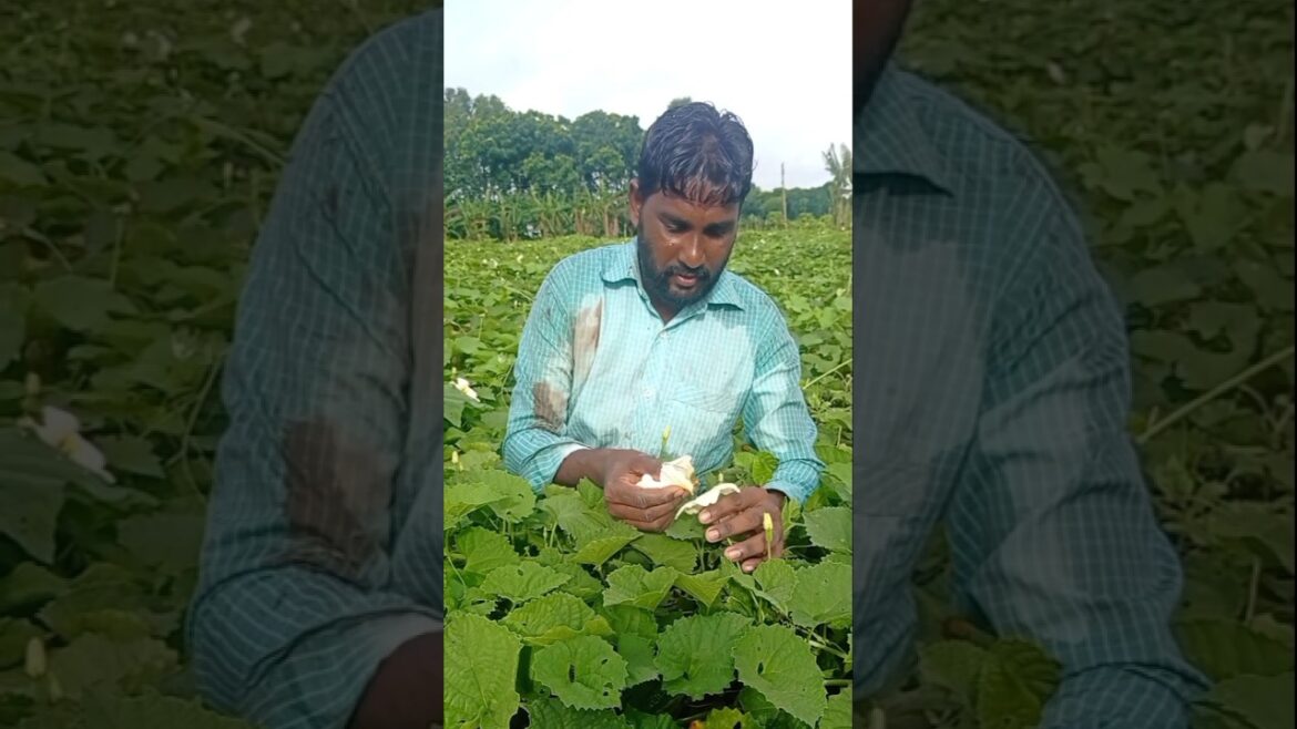 Best Time to Pollinate Spiny Gourd: Morning Routine #shorts
