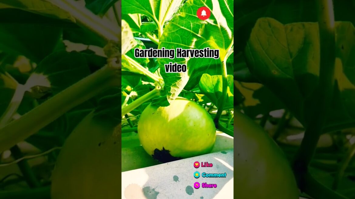 |Today My Garden Harvesting Video|  garden vegetables | #garden #gardenideas #gardening |Today My Garden Harvesting Video|  garden vegetables | #garden #gardenideas #gardening