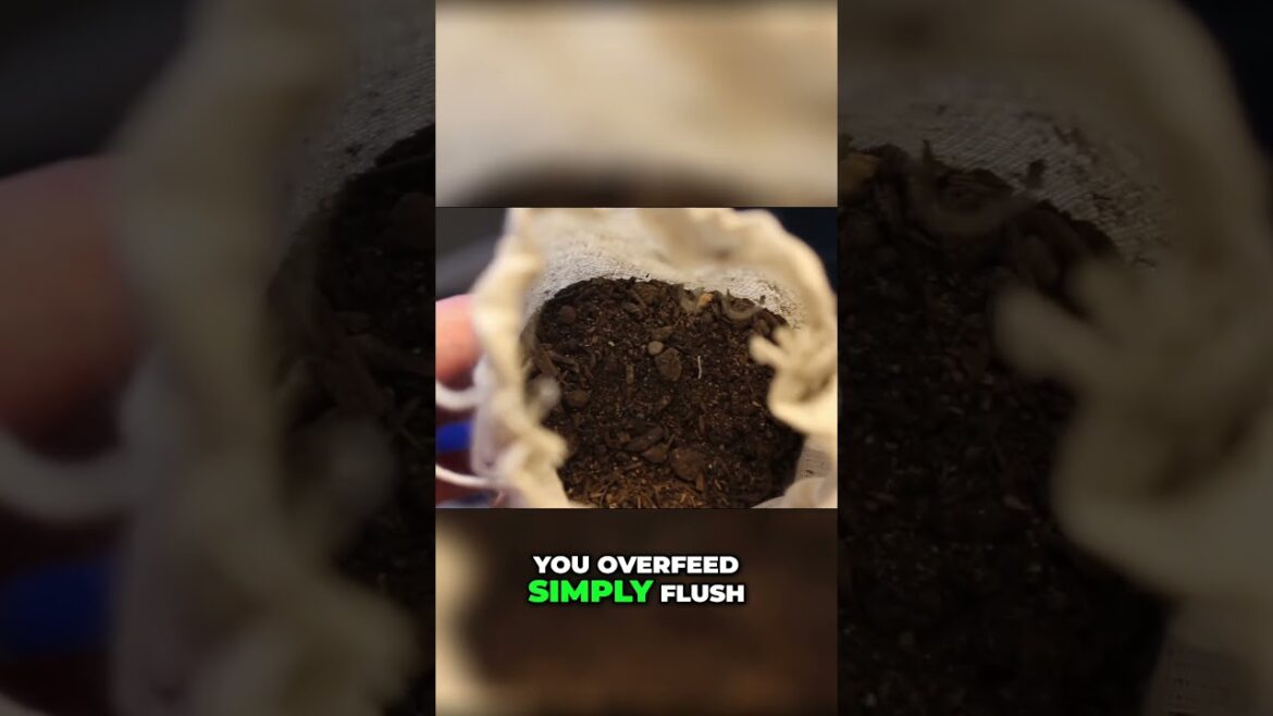 Benefits of Bigger Containers! #gardening #organic #soil Benefits of Bigger Containers! #gardening #organic #soil