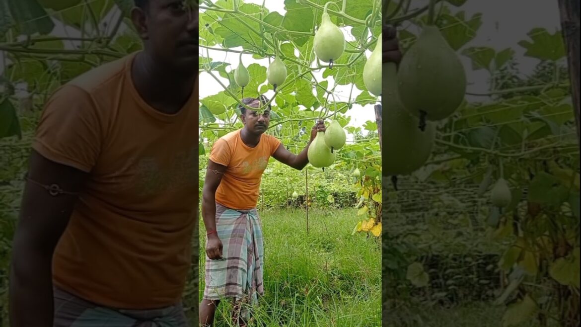 Harvesting Calabash (Lauki): An Amazing Bounty #shorts