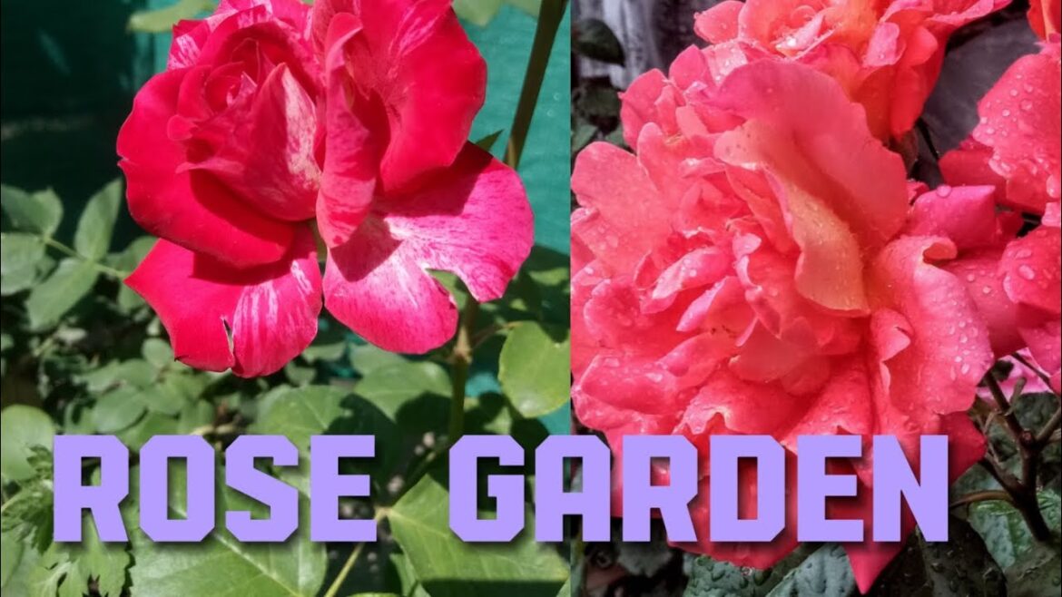 Beautiful Rose Garden With Big Blooms | Garden Tips #viralvideo #video #new #nature #rose #rosé