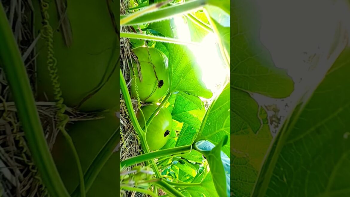 The Most Hilarious Tamil Short Video Trends