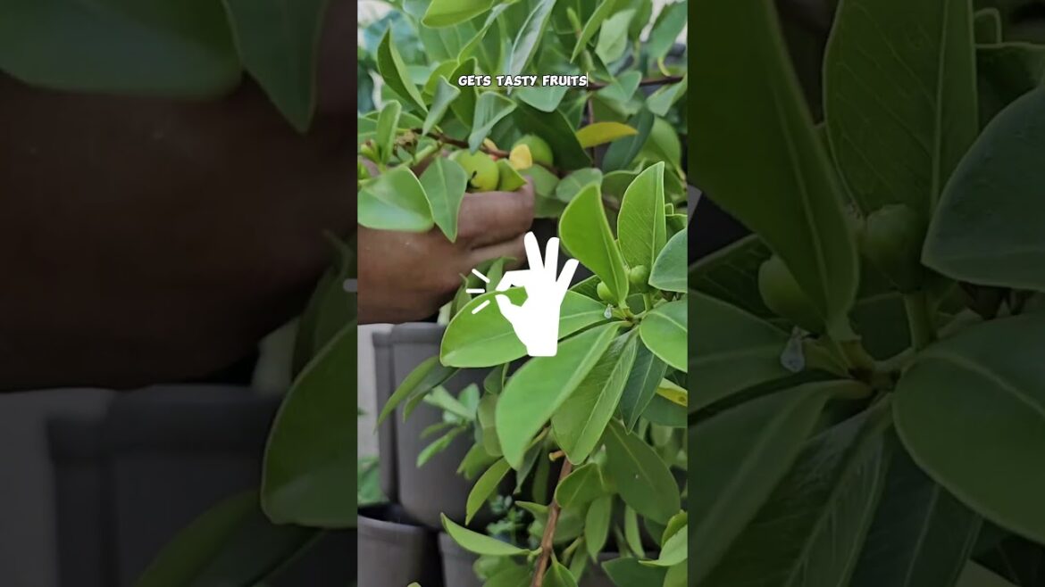 California Gardening: Harvesting Yellow Strawberry Guavas (Lemon Guavas): Late Summer & Fall Garden Tips! Harvesting Yellow Strawberry Guavas (Lemon Guavas): Late Summer & Fall Garden Tips!