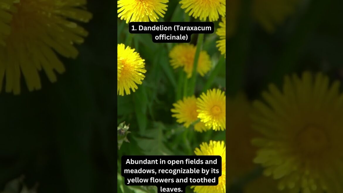 Edible Flowers And Plants