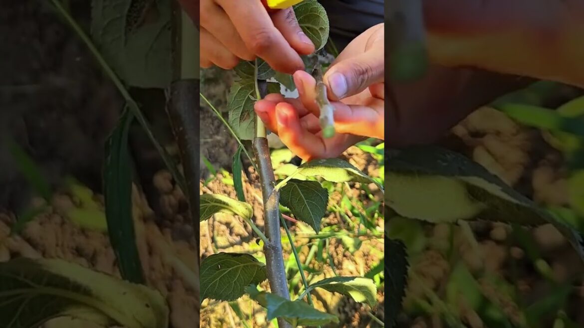 Grafting Made Easy: Unlock Your Garden's Potential! #graft #grafting #gardening #garden #plants