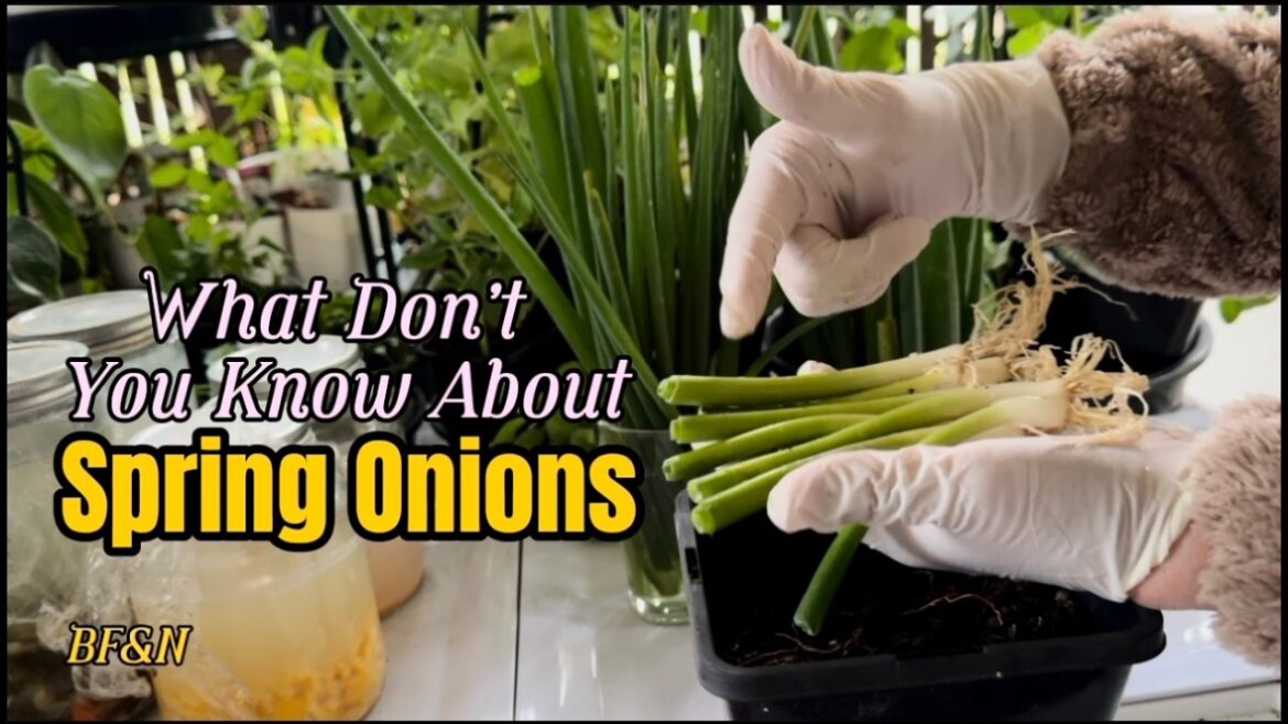 Harvesting Green Onions FOREVER  and Their Endless Use in Cooking| BF&N MariaDiAussie