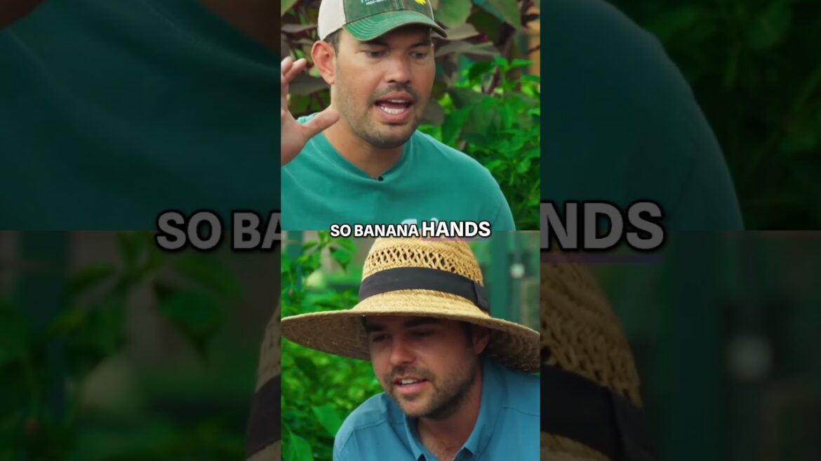 Unlock the Secret  The Ultimate Banana Cutter Tool! #garden