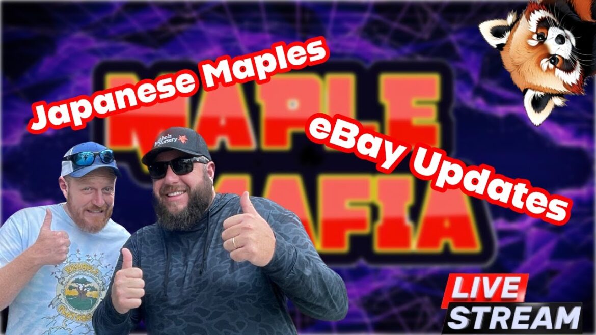 MrMaple eBay Updates & Japanese Maples MrMaple eBay Updates & Japanese Maples