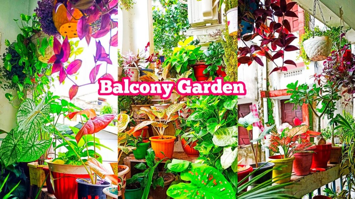 Small Balcony Garden Tour | Balcony Garden | Small Balcony Garden Ideas for Beginners Small Balcony Garden Tour | Balcony Garden | Small Balcony Garden Ideas for Beginners