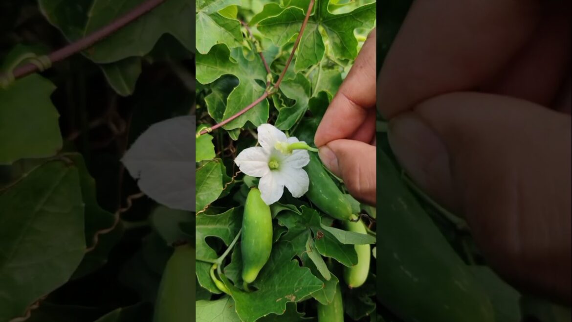 Hand Pollinating Ivy Gourd (Kundru/Tindora): Essential for Better Growth #shorts