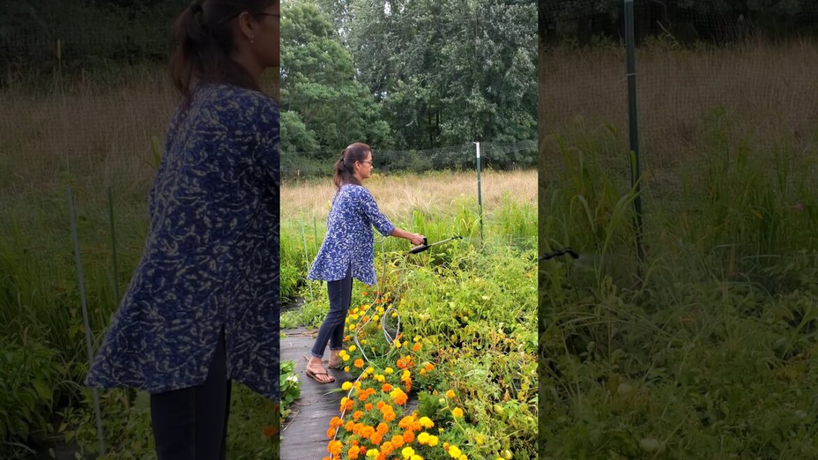 టమాటా తెగుళ్ళు కి ఇలా చెక్ పెట్టండి #episode :21 #shorts #usateluguvlogs #garden #tips #usefultips