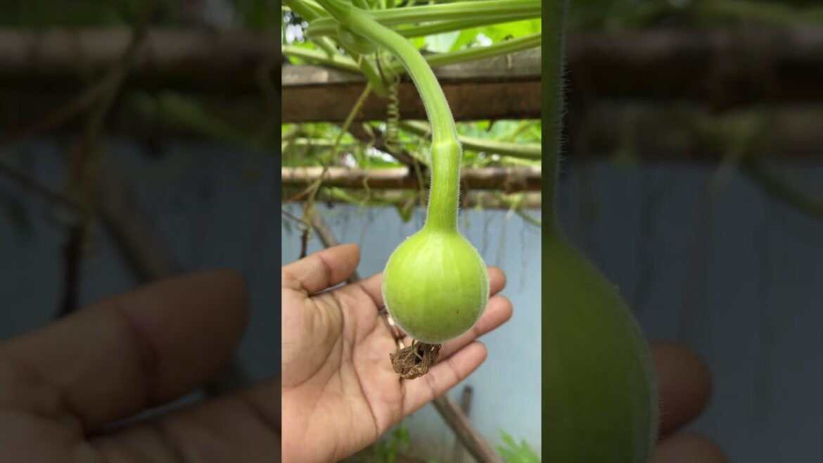 Daily life gardener by meimei / tips for growing/ enjoy with organic vegetable #shorts #gardening Daily life gardener by meimei / tips for growing/ enjoy with organic vegetable #shorts #gardening