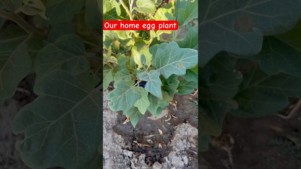 I Grew Eggplant in My Backyard Garden
