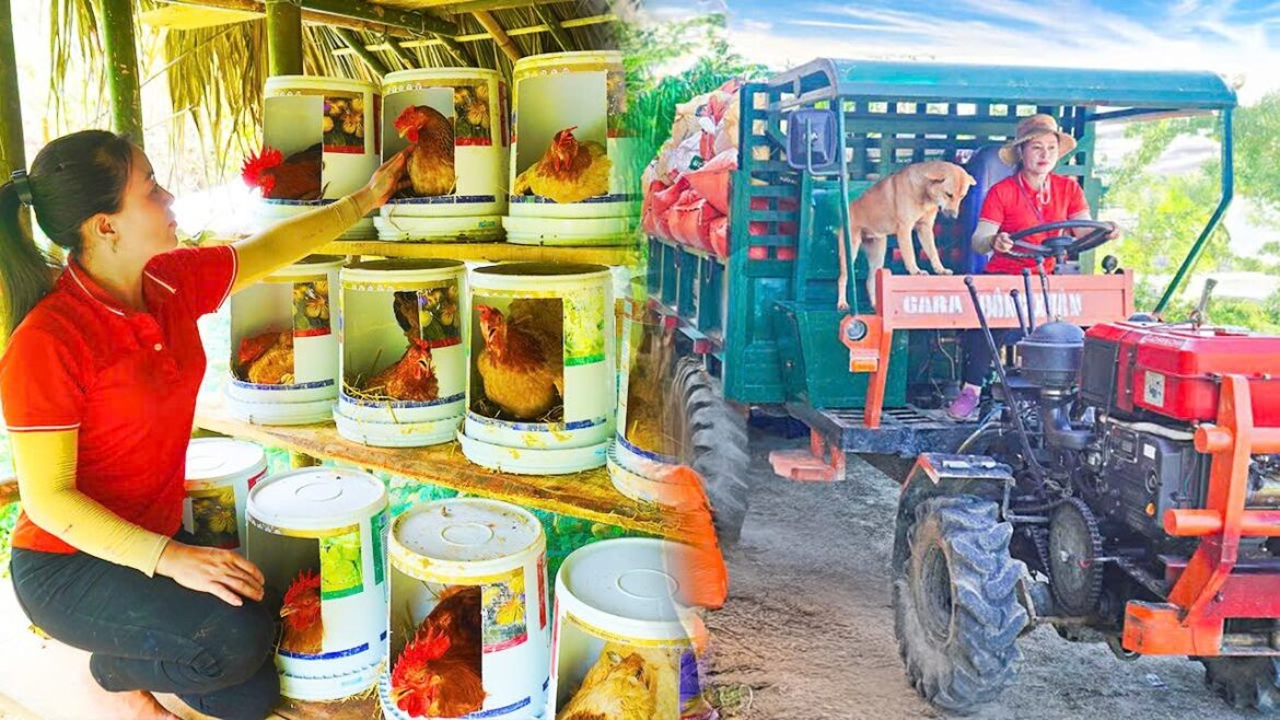 Use Truck To Transport Rice Husks To Supply To The Chicken Farm – Truck Girl | Hồng Vân Daily Farm Use Truck To Transport Rice Husks To Supply To The Chicken Farm - Truck Girl | Hồng Vân Daily Farm