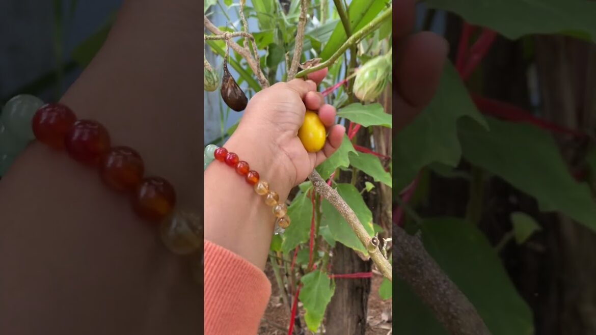 Daily life gardener by meimei / tips for growing/ enjoy with organic vegetable #shorts #gardening Daily life gardener by meimei / tips for growing/ enjoy with organic vegetable #shorts #gardening