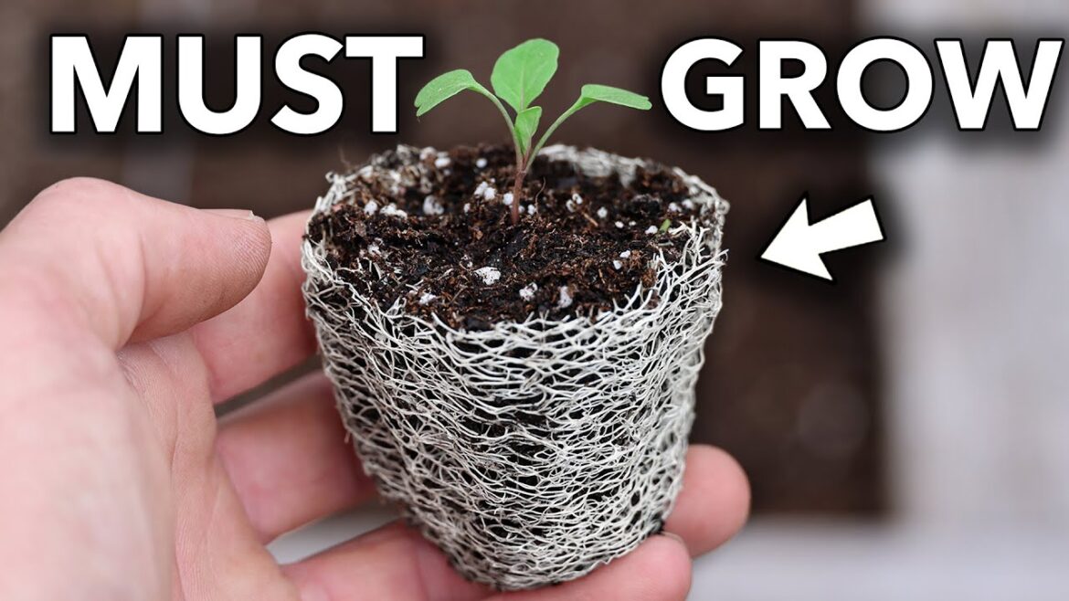 James Prigioni: This is the Most Useful Crop You Could Ever Grow… This is the Most Useful Crop You Could Ever Grow…