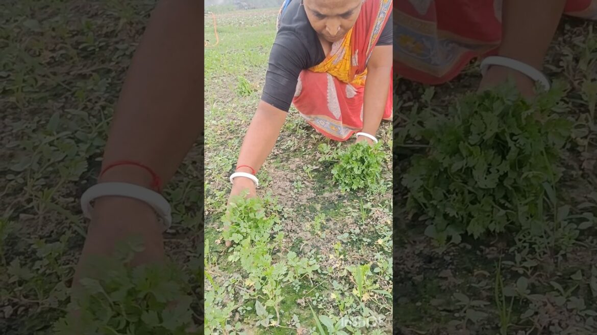Harvesting of Coriander leaves -a spices #shorts #short #shortvideo
