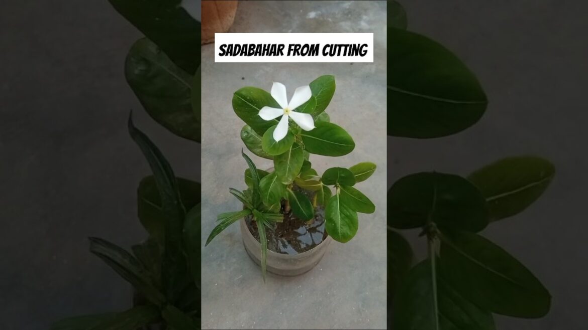 How to grow sadabahar from cuttin#short#shortvideo#viralvideo#shortfeed#gardening#flowers#pla#video