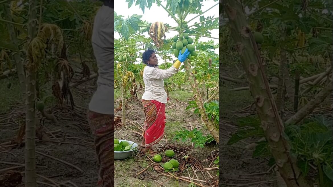 Woman Farmer’s Bountiful Green Papaya Harvest  #shorts Woman Farmer’s Bountiful Green Papaya Harvest  #shorts