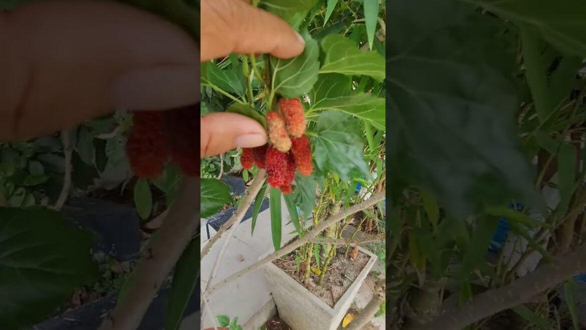 Mulberry fruits of Cheang Mai 60